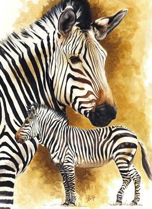 Framed Mountain Zebra Print