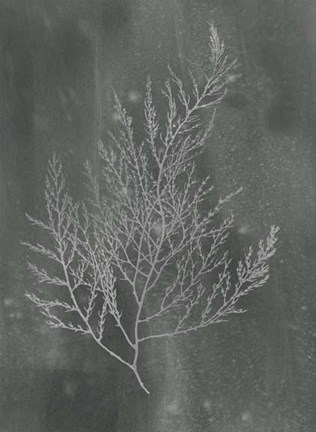 Framed Silver Foil Algae II on Black Wash Print