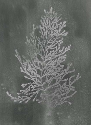 Framed Silver Foil Algae IV on Black Wash Print