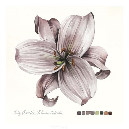 Framed Lilium II Print