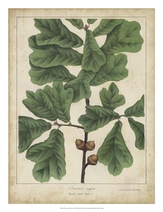 Framed Oak Leaves &amp; Acorns I Print