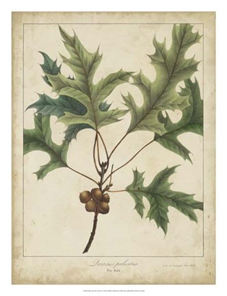 Framed Oak Leaves &amp; Acorns IV Print