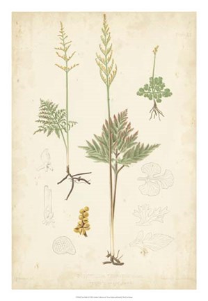 Framed Fern Study II Print