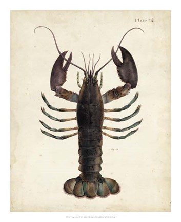 Framed Vintage Lobster Print