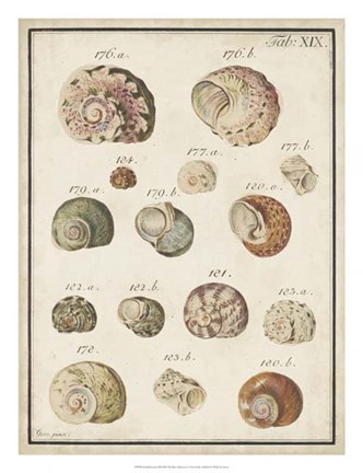 Framed Seashell Synopsis III Print