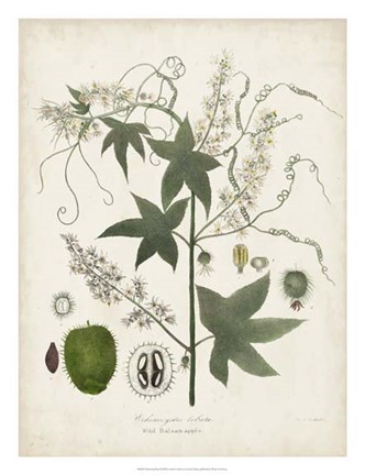 Framed Flowering Flora II Print