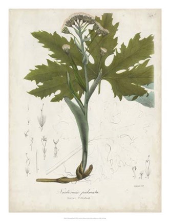 Framed Flowering Flora III Print