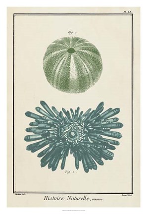 Framed Ocean Oddity III Print