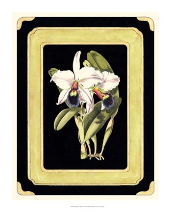 Framed Orchids on Black I Print