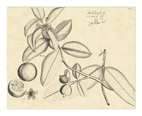 Framed Vintage Leaf Study III Print