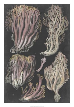 Framed Genus Clavaria II Print