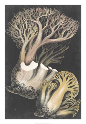 Framed Genus Clavaria III Print