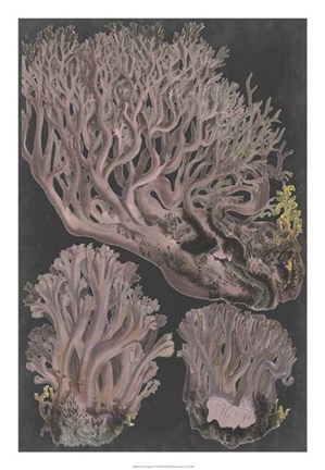 Framed Genus Clavaria IV Print