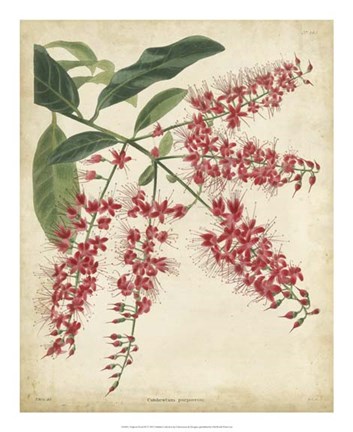 Framed Tropical Floral III Print
