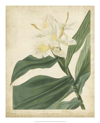 Framed Tropical Floral IV Print