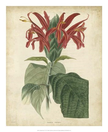 Framed Tropical Floral V Print