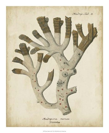 Framed Esper Antique Coral II Print