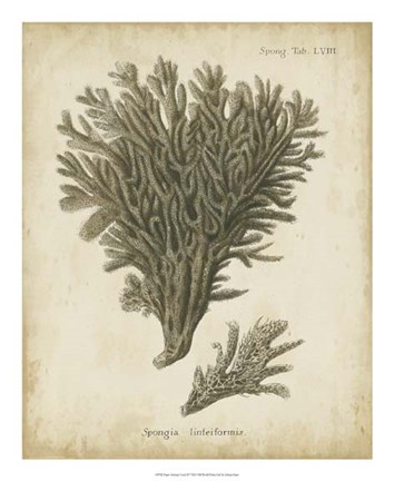 Framed Esper Antique Coral III Print