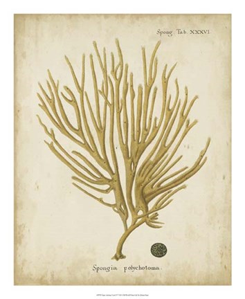 Framed Esper Antique Coral IV Print