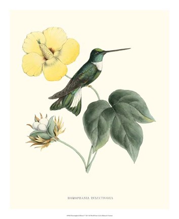Framed Hummingbird &amp; Bloom I Print