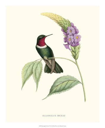 Framed Hummingbird &amp; Bloom II Print