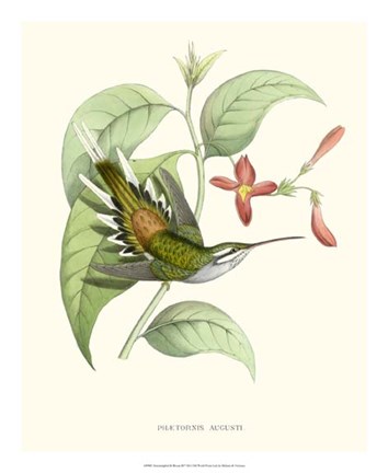 Framed Hummingbird &amp; Bloom III Print