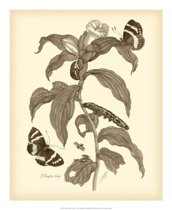 Framed Nature Study in Sepia I Print