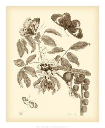 Framed Nature Study in Sepia II Print