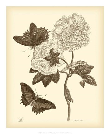 Framed Nature Study in Sepia IV Print