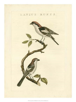Framed Nozeman Birds I Print