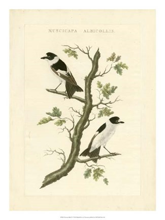 Framed Nozeman Birds IV Print
