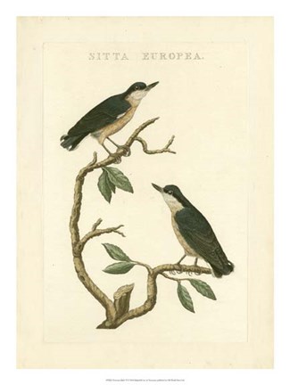 Framed Nozeman Birds VI Print