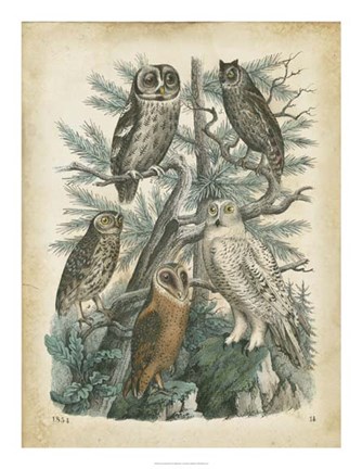 Framed Nature&#39;s Gathering III Print