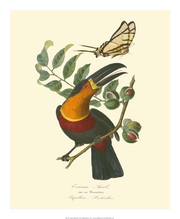 Framed Nature Jardin III Print