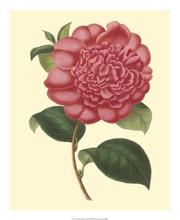 Framed Camellia Garden I Print