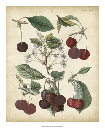 Framed Calwer Common Cherry Print