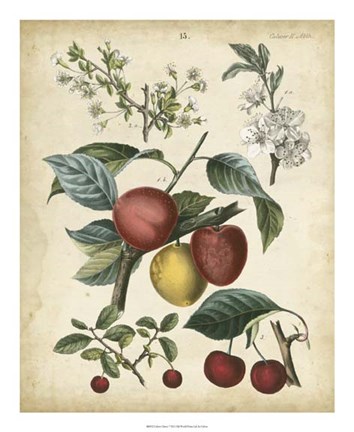 Framed Calwer Cherry Print