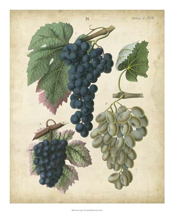 Framed Calwer Grapes I Print