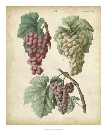 Framed Calwer Grapes II Print