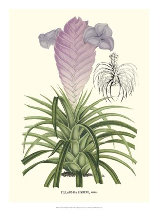Framed Lavender Orchids III Print