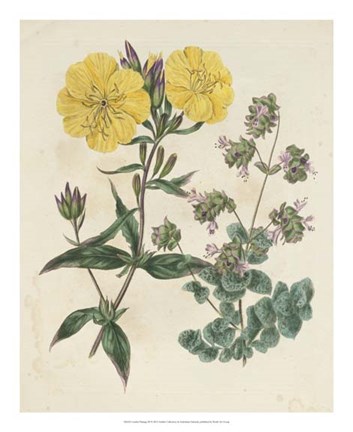 Framed Garden Pairings III Print