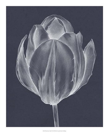 Framed Monochrome Tulip I Print