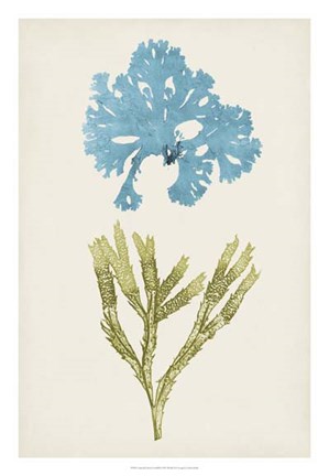 Framed Aqua &amp; Citron Coral III Print