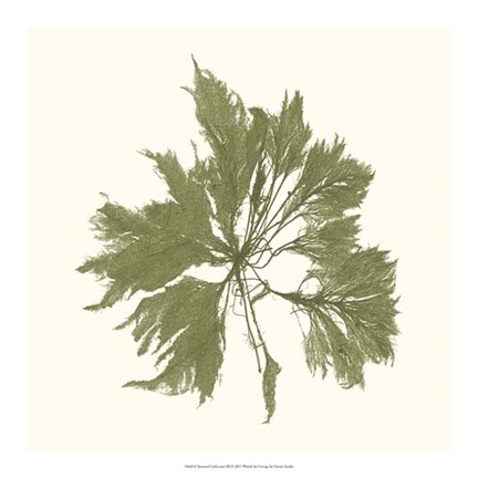 Framed Seaweed Collection III Print