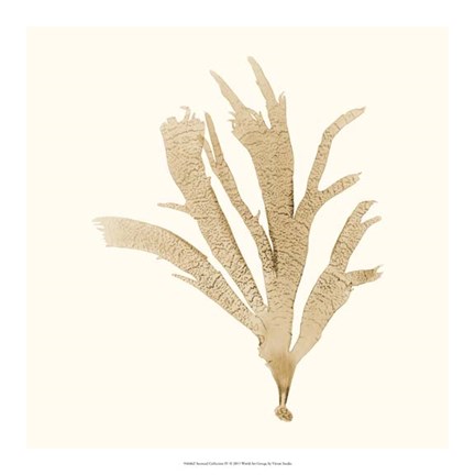 Framed Seaweed Collection IV Print