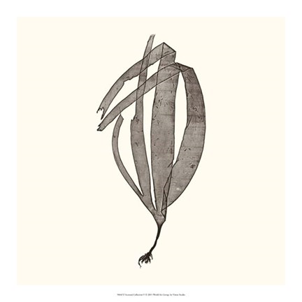 Framed Seaweed Collection V Print