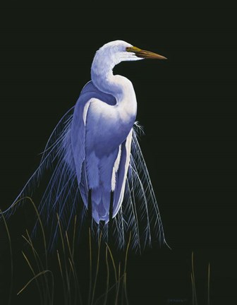 Framed Common Egret In Breeding Plumage Print