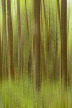 Framed Blurred Trees 1 Print