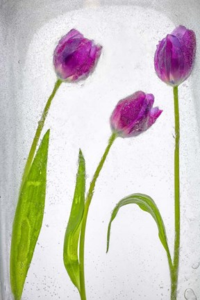 Framed Flores Congeladas 2 Print