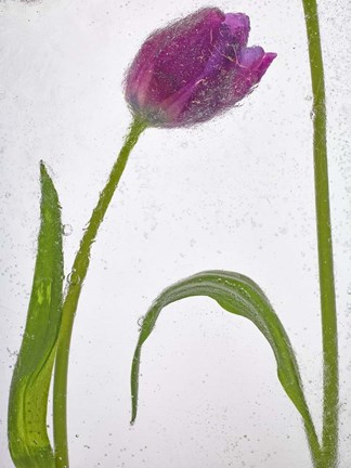 Framed Flores Congeladas 3 Print